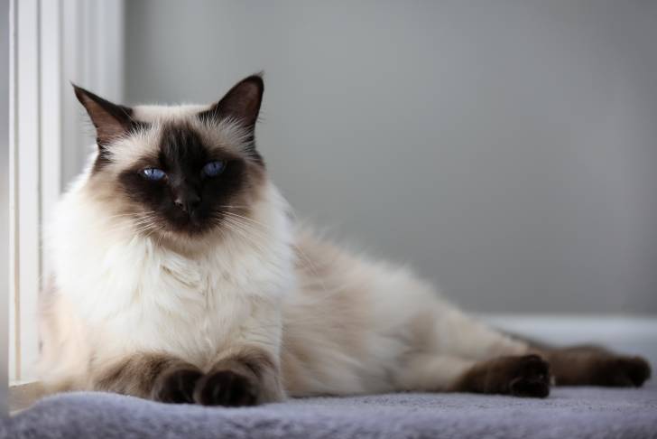 Un Balinais avec de beaux yeux bleus