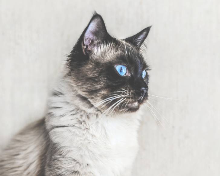 Photo Balinais Traditionnel