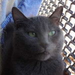 shiva - Bleu Russe (4 ans)