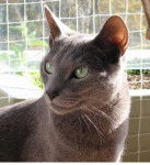 Zebulon - Bleu Russe