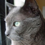 Bleu Russe - Bleu Russe