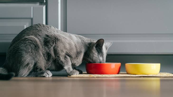 Un chat Bleu Russe le nez dans une de ses gamelles posées sur un tapis dans la cuisine