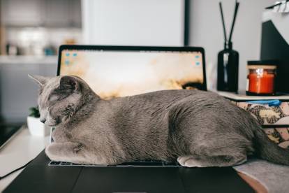 Un Bleu Russe allongé de tout son long sur un clavier d'ordinateur