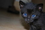 la belle aux yeux bleus - Bleu Russe Femelle (1 mois)