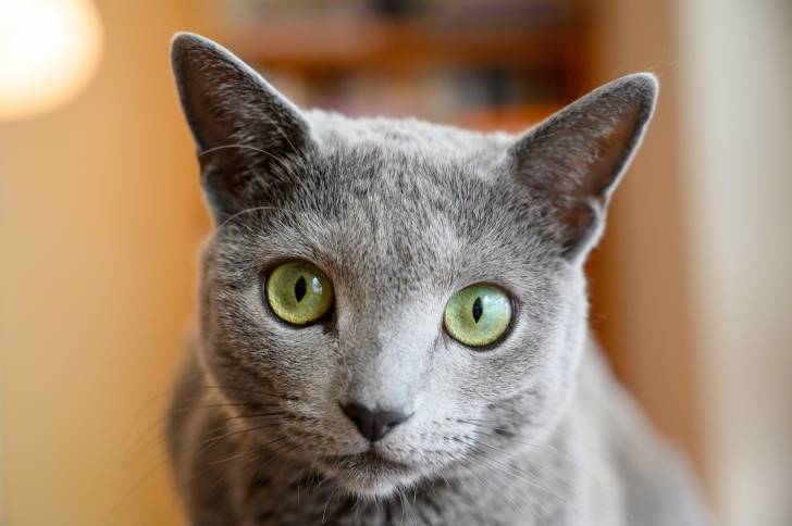 Gros plan sur le visage d'un Bleu Russe aux yeux vert clair