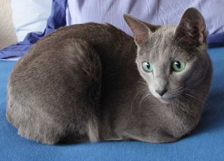 Le Bleu Russe semblant intrigué 