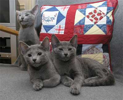 Les chatons de ma première portée - Bleu Russe