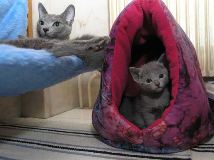 Avec maman - Bleu Russe