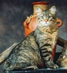 American Bobtail - Bobtail Américain