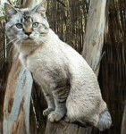 American Bobtail - Bobtail Américain