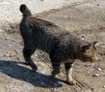 Photo Bobtail Américain