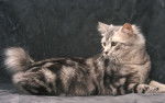 Un Bobtail Américain couché fait la pose