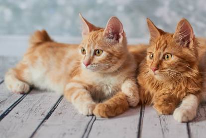 4 faits étonnants sur les chats roux - Wamine