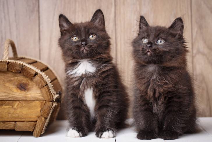 Photo Bobtail Américain