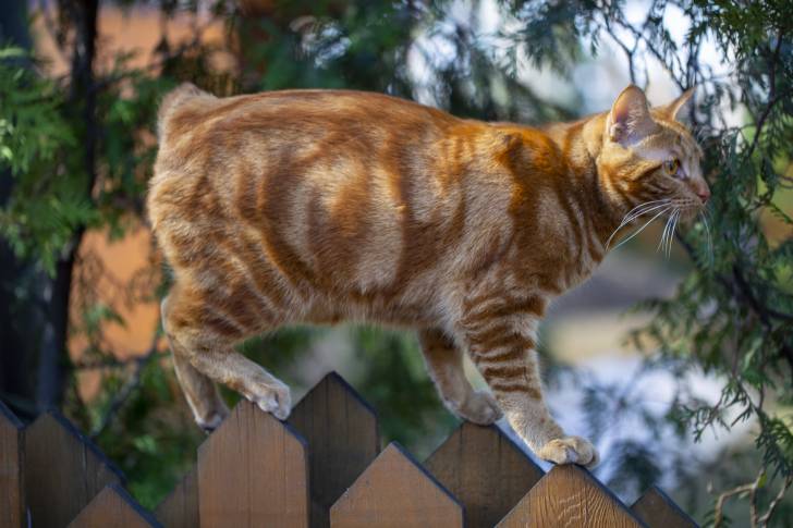 Photo Bobtail Américain