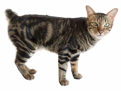 Photo Bobtail Américain