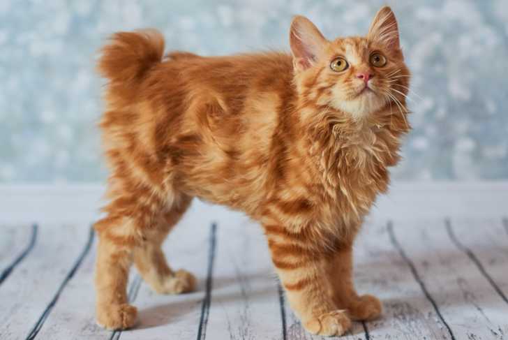 Un beau Bobtail Américain entièrement roux
