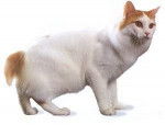 Japanese Bobtail - Bobtail Japonais