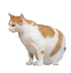 Photo Bobtail Japonais