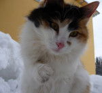 Cathallo - Bobtail Japonais