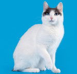 Photo Bobtail Japonais