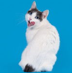 Photo Bobtail Japonais