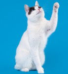 Photo Bobtail Japonais