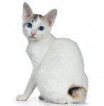 Photo Bobtail Japonais