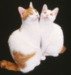 Photo Bobtail Japonais