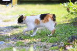 Photo Bobtail Japonais