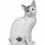 Photo Bobtail Japonais