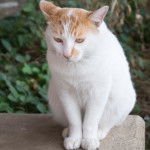 Photo Bobtail Japonais