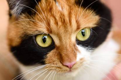 Les Chats Tricolores Calicos Ou Isabelle