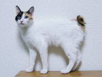 Le Bobtail japonais - Bobtail Japonais