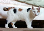 Un Bobtail Japonais tricolore dans une chambre