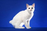 Photo Bobtail Japonais