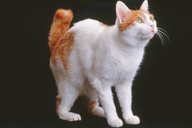 Photo Bobtail Japonais