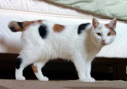 Un Bobtail Japonais tricolore dans une chambre
