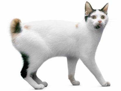 Photo Bobtail Japonais