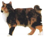 Kurilian Bobtail - Bobtail des Kouriles