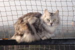Le Bobtail des Kouriles - Bobtail des Kouriles