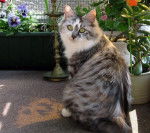 Alionka - Bobtail des Kouriles