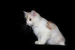Photo Bobtail des Kouriles