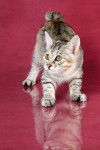 Photo Bobtail des Kouriles