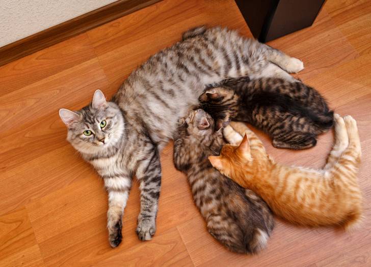 Une chatte Bobtail des Kouriles allaite ses trois petits