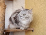 Le Bobtail des Kouriles - Bobtail des Kouriles
