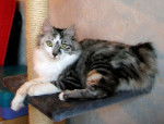 Alionka se repose - Bobtail des Kouriles