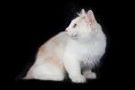 Photo Bobtail des Kouriles