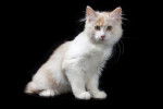 Photo Bobtail des Kouriles