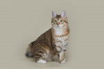 Photo Bobtail des Kouriles